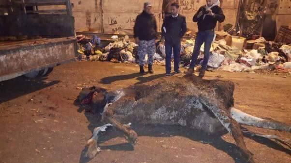 ضبط جثة بقرة مذبوحة بطريقة غير صحية في نابلس